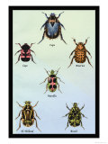 Beetles of Cape  America  Manilla  N Holland and Brazil