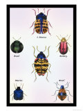 Beetles of Barbary and the Americas