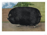 Champion Sow