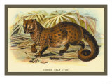 Common Palm Civet