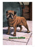 Typical Brussels Griffon Champion