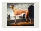 Greyhound on a Parkland Landscape