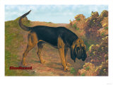 Bloodhound Champion