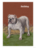 White Bulldog