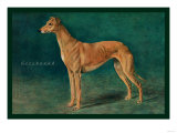 Coursing Greyhound