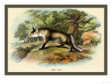 The Fox