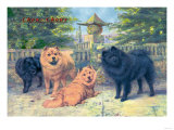 Four Champion Chow-Chows