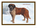 Smooth Coated Saint Bernard