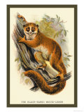 The Black-Eared Mouse Lemur