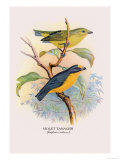 Violet Tanager