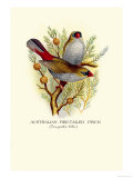 Australian Fire-Tailed Finch