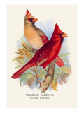 Virginian Cardinal