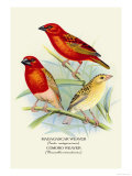 Madagascar Weaver  Comoro Weaver