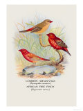 Common Amaduvale  American Fire Finch