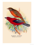 Scarlet Tanager
