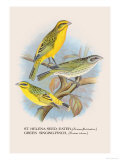 St Helena Seed-Eater  Green Singing-Finch