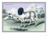 The Persian Sheep