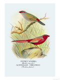 Sydney Waxbill  Australian Fire-Finch