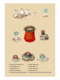 Actinia Novae Hybernine  Less