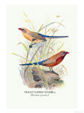 Violet Eared Waxbill