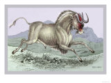 The Gnu