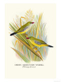 Green Amaduvade Waxbill