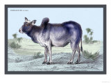 Indian Ox