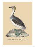 Grebe aux Belles Joues