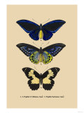 Papilio Urvillianus  Guer
