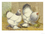 Light Brahmas