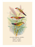 Orange-Cheeked Waxbill  Zebra Waxbill