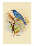 Indigo Bunting