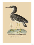 Heron Phaeton