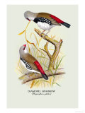 Diamond Sparrow