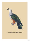 Colombe Oceanique