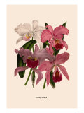 Orchid: Cattleya Labiata