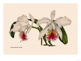 Orchid: Cattleya Mossia Vestalis