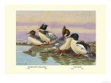 Red-Breasted Merganser and Goosander