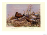 Cinnamon and Blue-Winged Teals