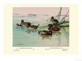 Argentine and Peruvian Ruddy Ducks