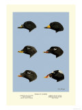 Heads of Scoters