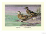 Crested and Bronze-Winged Ducks