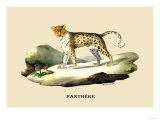 Panthere