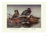 African and Meller's Ducks