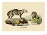 Civette