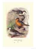 Colombian Torrent Ducks