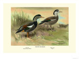 Crested Sheldrake Ducks