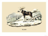 Elan
