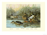 Shoveller Family of Ducks
