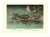 Four Duck Varieties